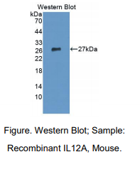 小鼠白介素12A(IL12A)多克隆抗体
