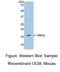 https://msimg.bioon.com/bionline/goods-no-pic.png