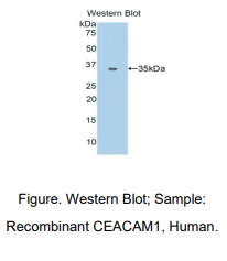 绵羊癌胚抗原相关细胞粘附分子1(CEACAM1)多克隆抗体