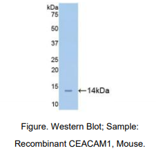 小鼠癌胚抗原相关细胞粘附分子1(CEACAM1)多克隆抗体