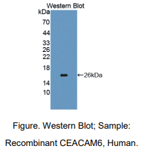 人癌胚抗原相关细胞粘附分子6(CEACAM6)多克隆抗体