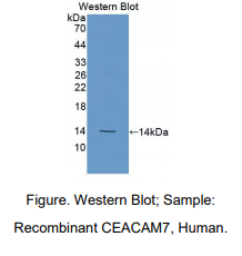 人癌胚抗原相关细胞粘附分子7(CEACAM7)多克隆抗体