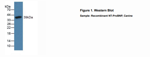 犬氨基端前脑钠素(NT-ProBNP)多克隆抗体