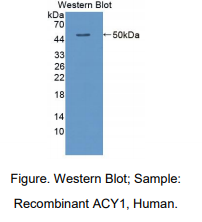 人氨基酰化酶1(ACY1)多克隆抗体