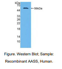 人氨基乙二酸半醛合酶(AASS)多克隆抗体