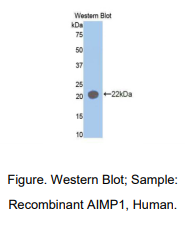 人氨酰tRNA合成酶复合多功能相互作用蛋白1(AIMP1)多克隆抗体