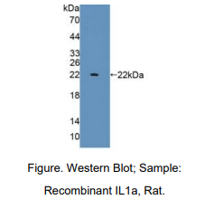 大鼠白介素1α(IL1a)多克隆抗体