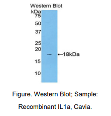 豚鼠白介素1α(IL1a)多克隆抗体