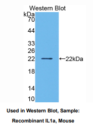 小鼠白介素1α(IL1a)多克隆抗体
