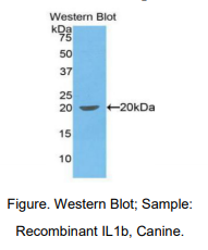 犬白介素1β(IL1b)多克隆抗体