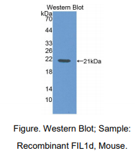 小鼠白介素1δ(FIL1d)多克隆抗体