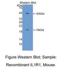 https://msimg.bioon.com/bionline/goods-no-pic.png