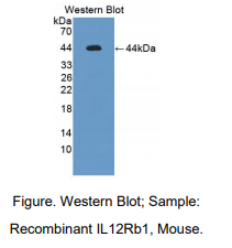小鼠白介素12受体β1(IL12Rb1)多克隆抗体