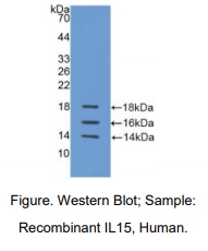 豚鼠白介素15(IL15)多克隆抗体