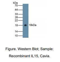 https://msimg.bioon.com/bionline/goods-no-pic.png