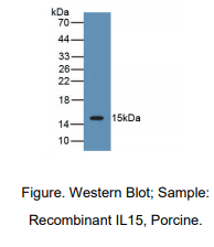 猪白介素15(IL15)多克隆抗体