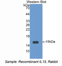 绵羊白介素15(IL15)多克隆抗体