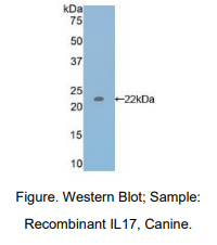 犬白介素17(IL17)多克隆抗体