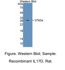 大鼠白介素17D(IL17D)多克隆抗体
