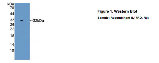 大鼠白介素17受体D(IL17RD)多克隆抗体