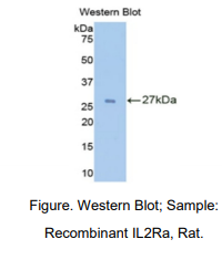 大鼠白介素2受体α(IL2Ra)多克隆抗体