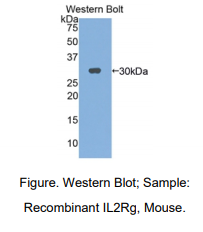 https://msimg.bioon.com/bionline/goods-no-pic.png