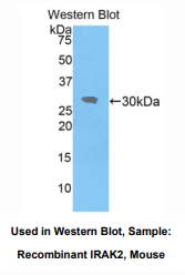 小鼠白介素1受体关联激酶2(IRAK2)多克隆抗体