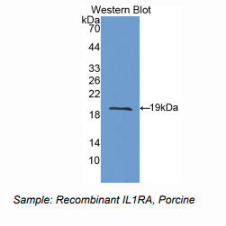 猪白介素1受体拮抗剂(IL1RA)多克隆抗体