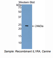犬白介素1受体拮抗剂(IL1RA)多克隆抗体
