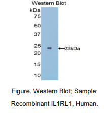 人白介素1受体样蛋白1(IL1RL1)多克隆抗体