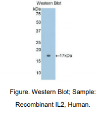 人白介素2(IL2)多克隆抗体