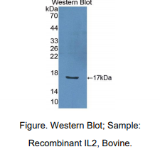 牛白介素2(IL2)多克隆抗体