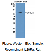 大鼠白介素20受体α(IL20Ra)多克隆抗体