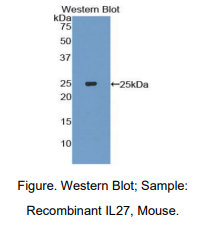 https://msimg.bioon.com/bionline/goods-no-pic.png