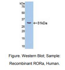 https://msimg.bioon.com/bionline/goods-no-pic.png