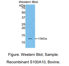 牛S100钙结合蛋白A10(S100A10)多克隆抗体