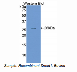 牛Smad同源物1(Smad1)多克隆抗体