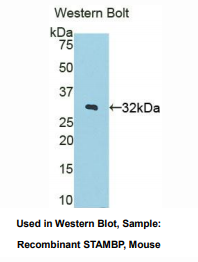 小鼠STAM结合蛋白(STAMBP)多克隆抗体