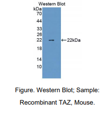 小鼠Tafazzin蛋白(TAZ)多克隆抗体