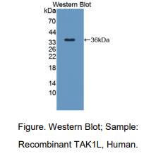 人TAK1样蛋白(TAK1L)多克隆抗体