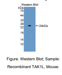 小鼠TAK1样蛋白(TAK1L)多克隆抗体