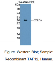 人TATA框结合蛋白关联因子12(TAF12)多克隆抗体