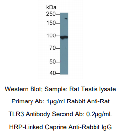 大鼠Toll样受体3(TLR3)多克隆抗体