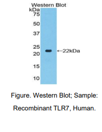 https://msimg.bioon.com/bionline/goods-no-pic.png