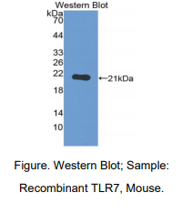 https://msimg.bioon.com/bionline/goods-no-pic.png