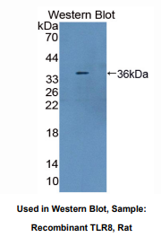 大鼠Toll样受体8(TLR8)多克隆抗体