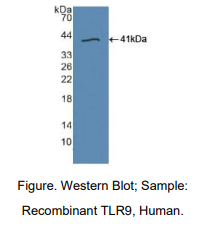 人Toll样受体9(TLR9)多克隆抗体