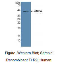 https://msimg.bioon.com/bionline/goods-no-pic.png