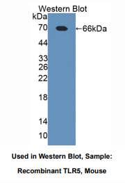 小鼠Toll样受体5(TLR5)多克隆抗体