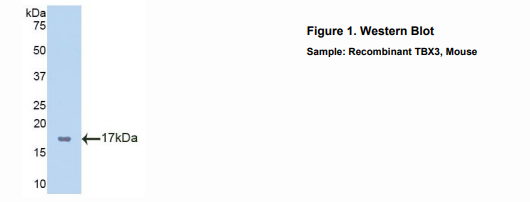 小鼠T-框蛋白3(TBX3)多克隆抗体